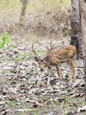 The Cheetal stag, India